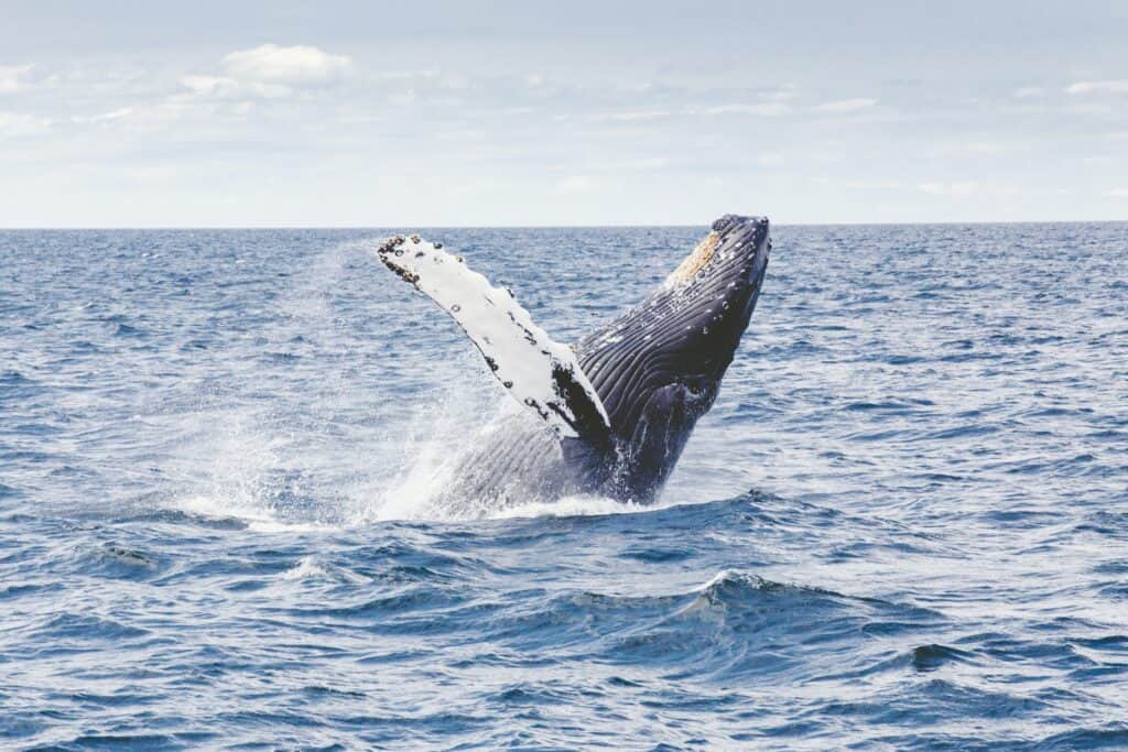 humpback doing a backflop into the ocean