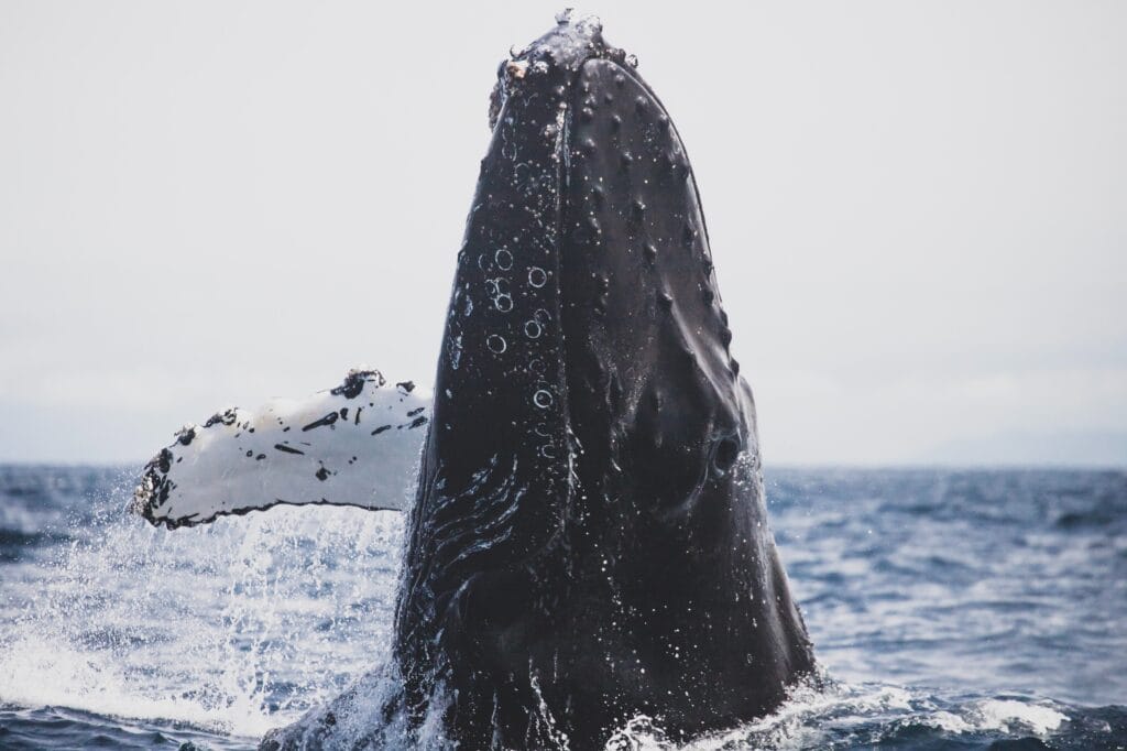 close up shot of an outstretched humpback whale fin