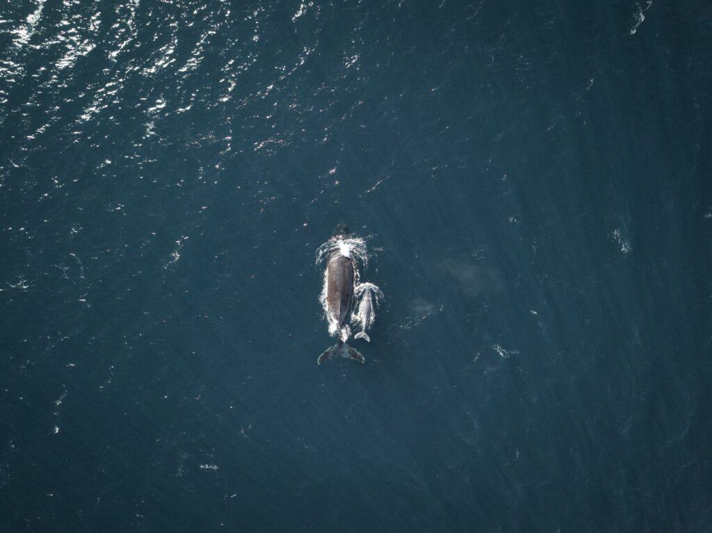 overhead shot of humpback mother and calf swimming in australia
