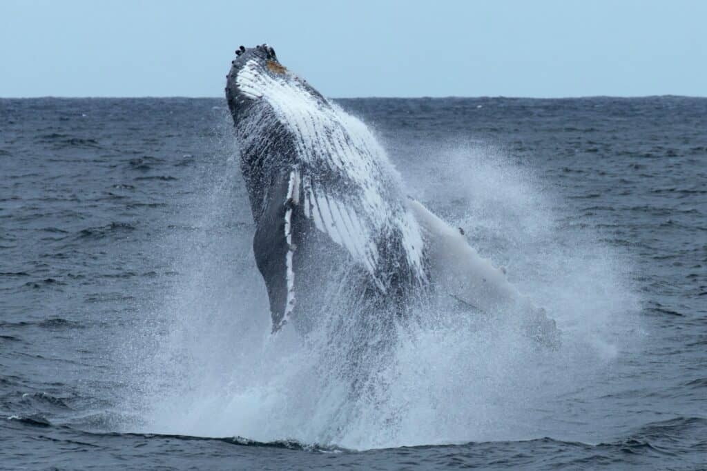 humpback whale jumping out of water with white belly