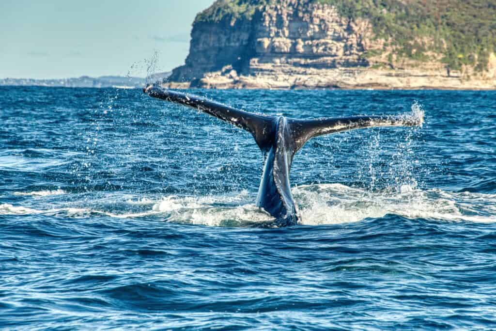 humpback whale fin coming out of water in australia