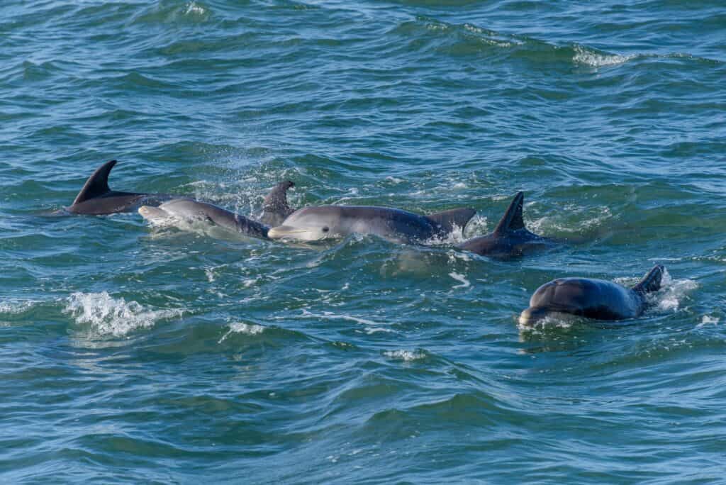 pod of dolphins swimming in australia